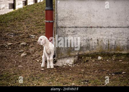 Ein junges weißes Lamm, das fröhlich in seinem Schuppen herumspringt Stockfoto