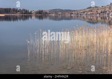 Szenische Reflexion der Vegetation am Schliersee in Bayern, Deutschland Stockfoto