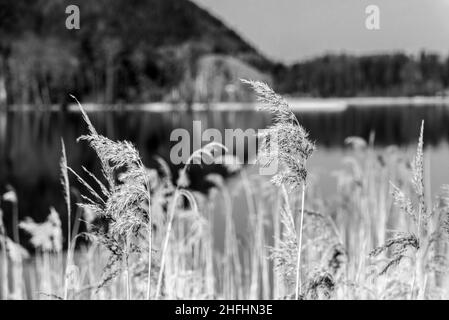 Szenische Reflexion der Vegetation am Schliersee in Bayern, Deutschland Stockfoto