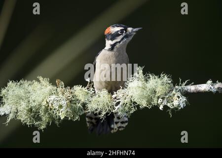 Männlicher Specht, der auf einem mit Flechten bedeckten Zweig thront, Snohomish, Washington, USA Stockfoto