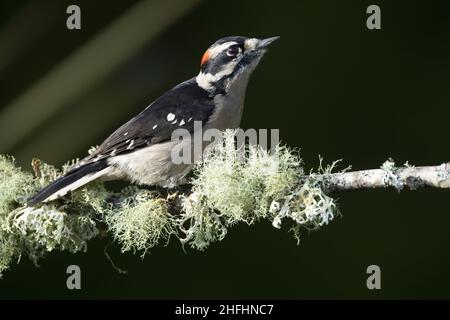 Männlicher Specht, der auf einem mit Flechten bedeckten Zweig thront, Snohomish, Washington, USA Stockfoto