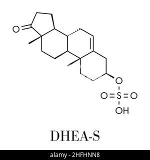 Dehydroepiandrosteron (DHEA-S) natürliche Hormon Molekül. Skelettmuskulatur Formel. Stock Vektor