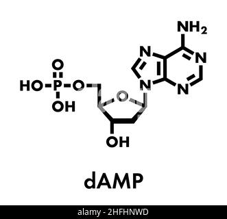 Desoxyadenosintriphosphat Monophosphat (feuchten) Nucleotide Molekül. DNA-Baustein. Skelettmuskulatur Formel. Stock Vektor