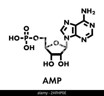 Adenosinmonophosphat (AMP, Adenylsäure)-Molekül. Nukleotid-Monomer der RNA. Besteht aus Phosphat-, Ribose- und Adeninmoieties. Skelettformel Stock Vektor