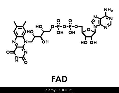 Flavin-adenin-dinucleotid (FAD) redox Coenzym Molekül. Skelettmuskulatur Formel. Stock Vektor