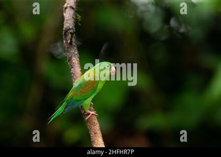 Orange-chinned Sittich (Brotogeris Graphik) Stockfoto