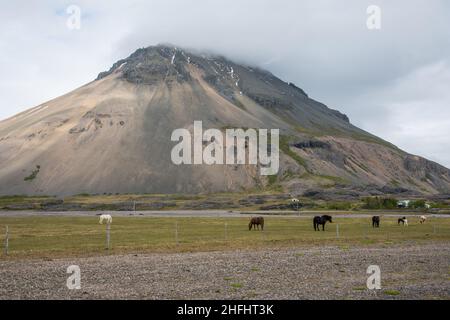 Reydarartindur Berg in Ostisland und Pferde auf einem Feld Stockfoto