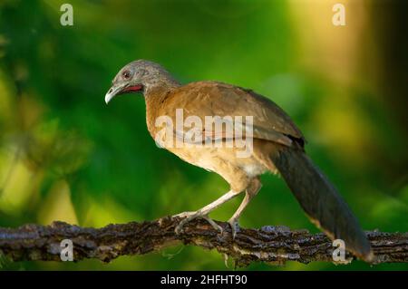 Grauer Chachalaca (Ortalis cinereiceps) Stockfoto