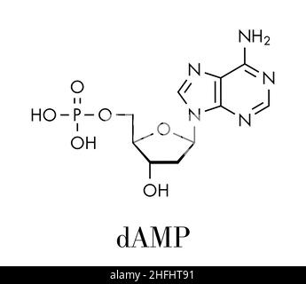 Desoxyadenosintriphosphat Monophosphat (feuchten) Nucleotide Molekül. DNA-Baustein. Skelettmuskulatur Formel. Stock Vektor