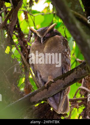 Haubeneule (Lophostrix cristata) blind in einem Auge Stockfoto