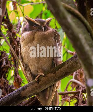 Haubeneule (Lophostrix cristata) blind in einem Auge Stockfoto