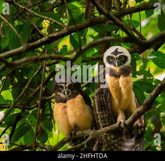 Spectacled Eulen (Pulsatrix Perspicillata) Stockfoto