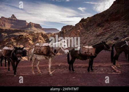 Maultiere machen auf dem South Kaibab Trail eine Pause auf ihrem Weg vom Grund des Grand Canyon hinauf Stockfoto