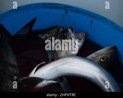 Blauer Fisch im Eimer auf Charter-Fischerboot Stockfoto