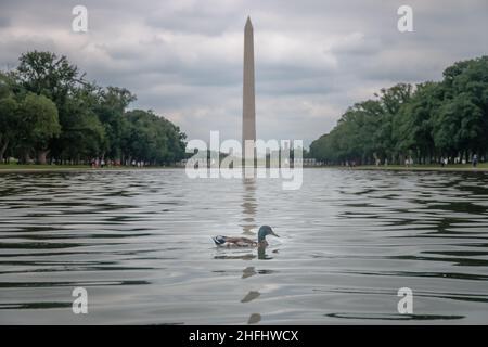 Eine Ente vor dem washington Monument Stockfoto