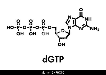 Deoxyguanosine Triphosphat (dGTP) Nucleotide Molekül. DNA-Baustein. Skelettmuskulatur Formel. Stock Vektor