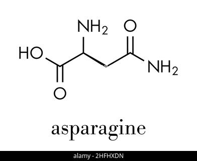 Asparagin (L-Asparagin, ASN, N) Aminosäuremolekül. Skelettformel. Stock Vektor