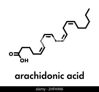 Arachidonsäure Molekül. Mehrfach ungesättigte Omega-6-Fettsäure, ist ein Vorläufer von Prostaglandinen, prostacyclin, Thromboxane, Leukotriene und Anan Stock Vektor