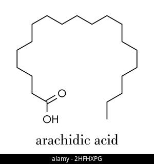 Arachidic (arachinsäure) acid Molekül. Gesättigte Fettsäuren. Skelettmuskulatur Formel. Stock Vektor