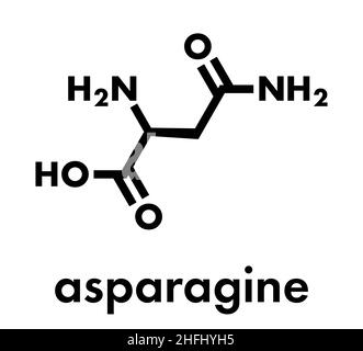 Asparagin (L-Asparagin, ASN, N) Aminosäuremolekül. Skelettformel. Stock Vektor