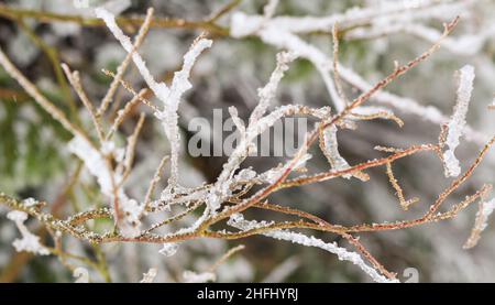 Winter Natur Hintergrund. Gefrorener Brunch im Winter. Foto von vereisten Ästen nach einem Eissturm. Selektiver Fokus, niemand Stockfoto