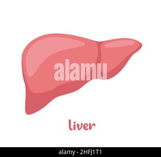 Anatomie der menschlichen Leber. Symbol für menschliche innere Organe. Vektorgrafik in flachem Stil isoliert auf weißem Hintergrund Stock Vektor