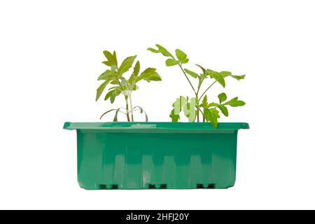 Tomatenpflanze wächst und landet. Grüne Tomatenpflanzen schließen isoliert auf weißen background.green Setzlingen in Torftabletten Stockfoto