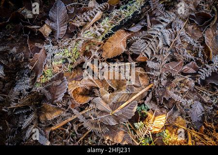 Gefrorene Blattstreu aus Bracken, Süßer Kastanie und Buche. Stockfoto