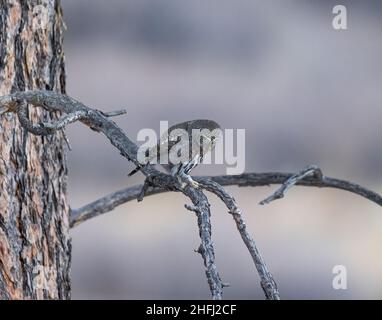 Nördliche Zwergeule (Glaucidium californicum), die am Tageslicht in Colorado, USA, auf einem Baum thront Stockfoto