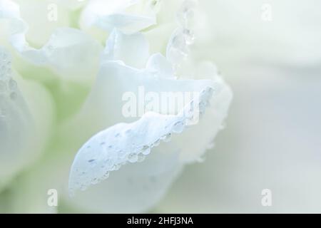 Tau tropft aus nächster Nähe auf weiße Blütenblätter. Frühling zarte Blumen. Hintergrund für Grußkarte. Speicherplatz kopieren. Stockfoto