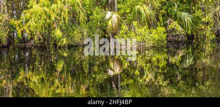 Unterholz und Wurzeln von grünen Mangrovenbäumen im Everglades National Park Stockfoto