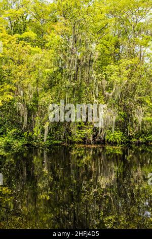 Unterholz und Wurzeln von grünen Mangrovenbäumen im Everglades National Park Stockfoto