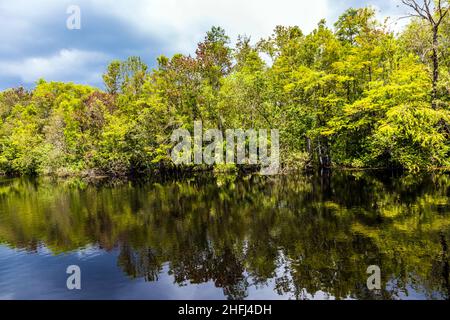 Unterholz und Wurzeln von grünen Mangrovenbäumen im Everglades National Park Stockfoto