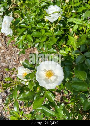 Die immergrüne Rose (Rosa sempervirens) ist eine Pflanze aus der Familie der Rosaceae, einer kletternden Staude mit sehr stacheligen Stielen. Stockfoto