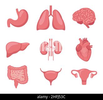 Menschliches Organ-Set. Herz, Gehirn, Lunge, Leber, Magen, Darm, Blase, Nieren, Gebärmutter und Eierstöcke. Innere Organe Design-Element für Medizin bi Stock Vektor