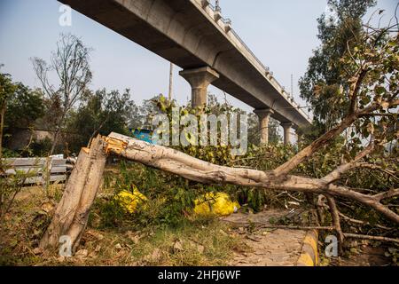 Ghaziabad, Indien. 16th Januar 2022. Bäume liegen auf dem Bürgersteig, nachdem sie in der Nähe der Baustelle der Delhi Meerut U-Bahn-Linie abgehackt wurden. Viele Peepalbäume wurden von der Regierungsbehörde während des Baus der Delhi-Meerut U-Bahn-Linie abgeschlagen. Kredit: SOPA Images Limited/Alamy Live Nachrichten Stockfoto