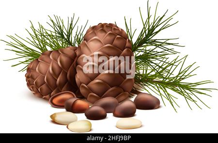 Realistisches Vektorsymbol. Pinienkerne mit oder ohne Schale und Tannenbaum und Pinienkegel. Isoliert auf weißem Hintergrund. Stock Vektor