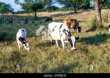 Kühe grasen im Morgenlicht auf der Wiese Stockfoto