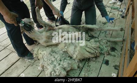 Baikal, Russland - 14 2019. Juni: Burjat National Sport Shearer Scheren Schafe auf der landwirtschaftlichen Show im Wettbewerb. Sacred Mount Yehe Erdo, Yerdyn Games. Stockfoto