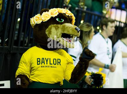 Waco, Texas, USA. 15th Januar 2022. Baylor trägt Maskottchen vor dem NCAA Football-Spiel zwischen den Texas Tech Red Raiders und Baylor Bears im Ferrell Center in Waco, Texas. Matthew Lynch/CSM/Alamy Live News Stockfoto
