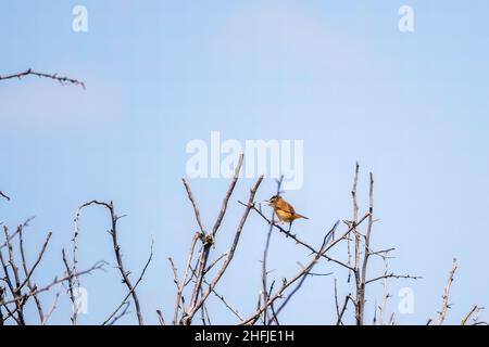 Großer Schilfrohrsänger, lat. Acrocephalus arundinaceus, in der Natur Lebensraum. Stockfoto