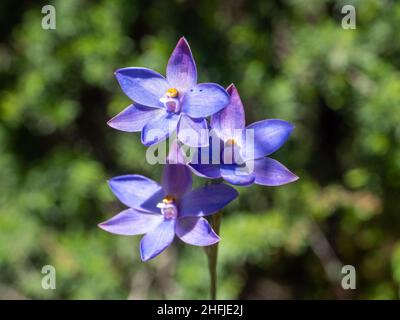 Gepunktete Sonnenorchideen Stockfoto