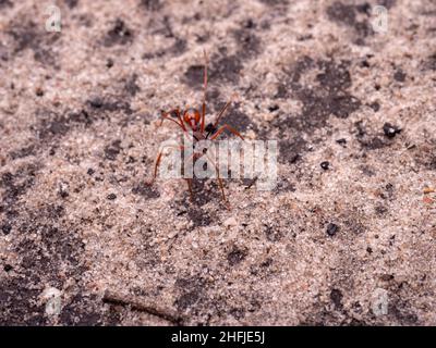 Nahaufnahme einer Red Bull Ant (Gattung Myrmecia) Stockfoto