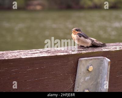 Willkommen Schwalbe (Hirundo neoxena) in Sydney, Australien Stockfoto