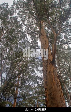 Der Gloucester Tree Stockfoto