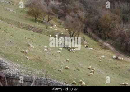 Die Herde der Ziegen und der Schafe, die auf dem Abhang unter der Stadt Tschufut-Kale in Bachtschysarai im Frühling grasen, Krim Stockfoto