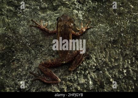 Indische westliche Ghats Frösche in seinem natürlichen Lebensraum, Indirana Frosch, Don's Golden-backed Frog, Urban Golden-backed Frosch Stockfoto