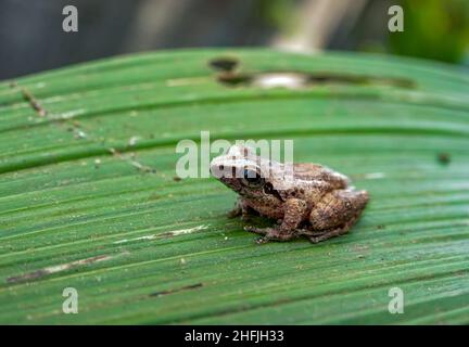 Indische westliche Ghats Frösche in seinem natürlichen Lebensraum, Indirana Frosch, Don's Golden-backed Frog, Urban Golden-backed Frosch Stockfoto