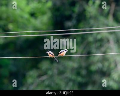 Bild eines Braunwürgers (Lanius cristatus), der auf einem Zweig auf Naturhintergrund thront. Stockfoto