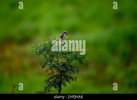 Bild eines Braunwürgers (Lanius cristatus), der auf einem Zweig auf Naturhintergrund thront. Stockfoto